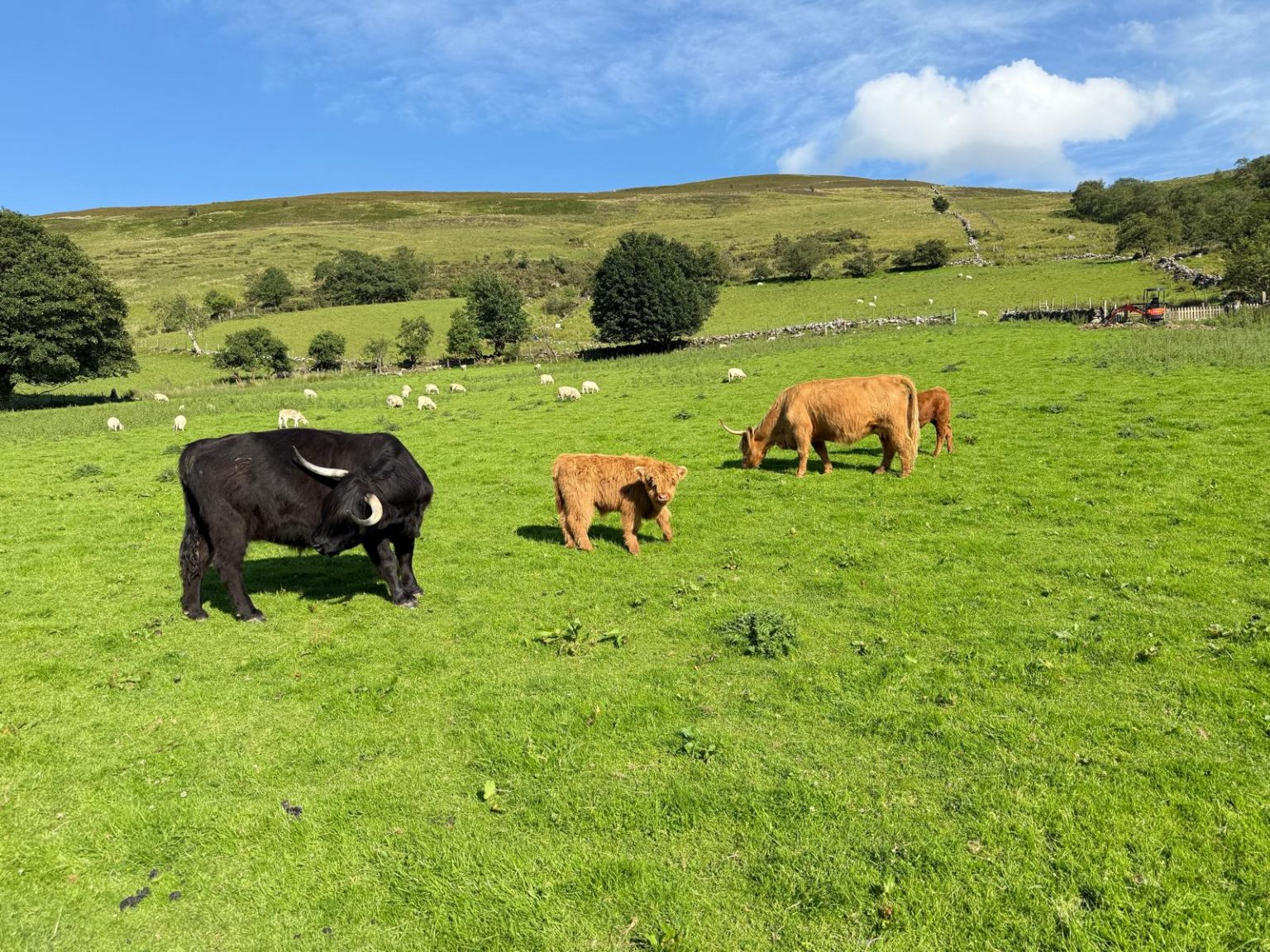 grazing highland cows around highland cow camping in bala