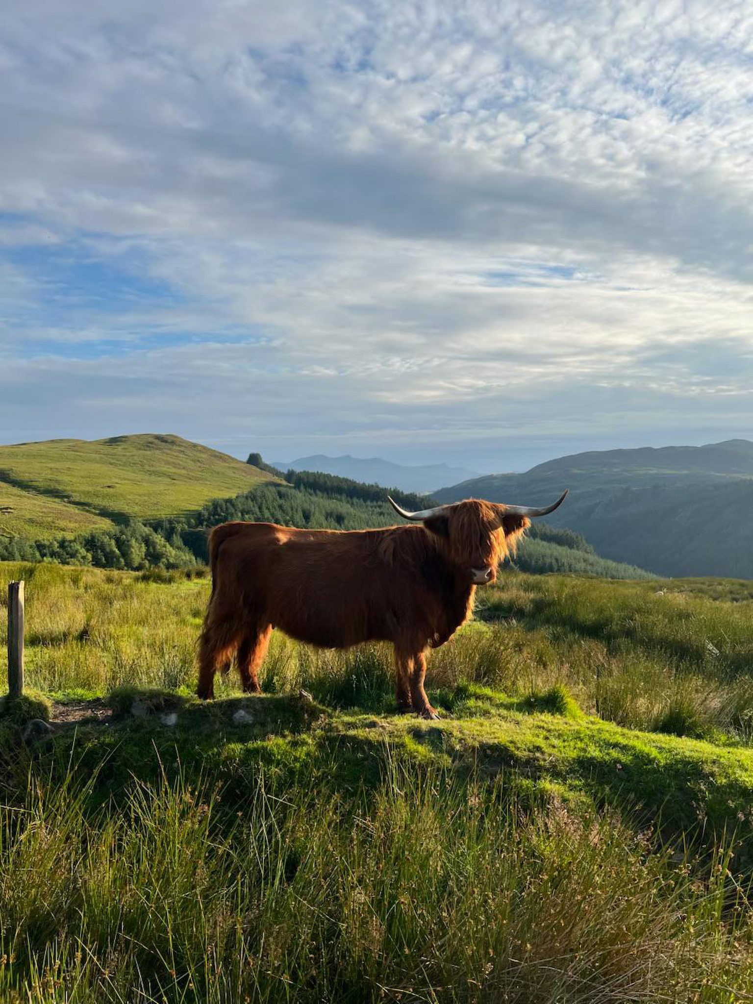 a highland cow standing on top of a mountain with a mountain range behind it at highland cow camping near bala