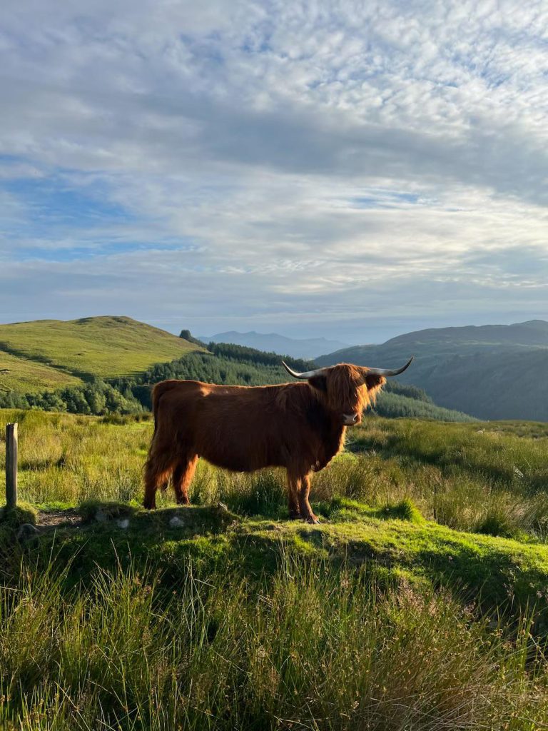 a highland cow standing on top of a mountain with a mountain range behind it at highland cow camping near bala