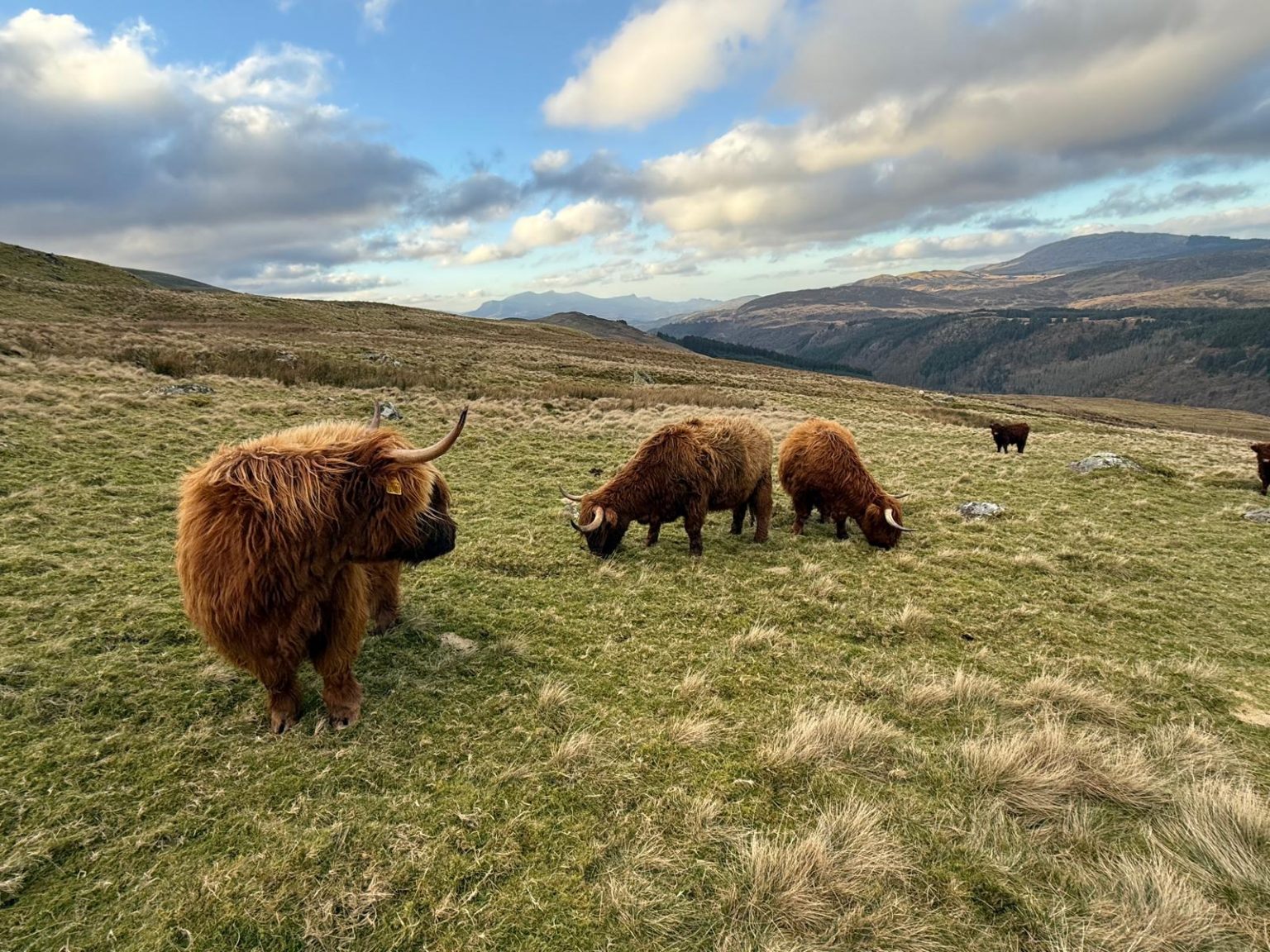 highland cows in the fields around highland cow camping